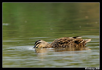 pacific black duck 3113