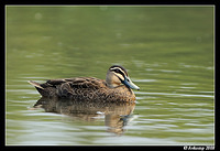 pacific black duck 3114