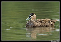 pacific black duck 3117