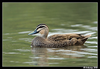 pacific black duck 3118