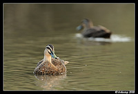 pacific black duck 3120