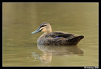 pacific black duck 3123