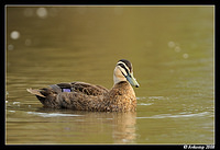 pacific black duck 3132