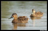 pacific black duck 3133