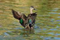 pacific black duck 5658