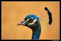 peacock 0062