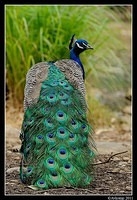 peacock 0069