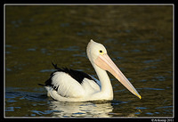 pelican 0223