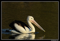 pelican 0228