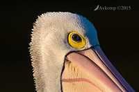 pelican 0756