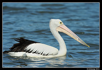 pelican 0773