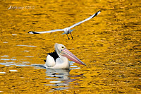 pelican 3722 contrast