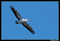 pelican narrabeen 6