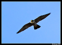 peregrene falcon