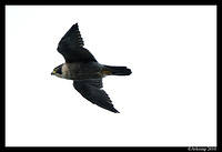 peregrine 5788