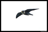 peregrine 5792