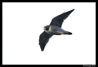 peregrine 5795