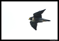 peregrine 5796