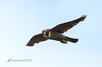 peregrine 10270