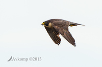 peregrine 10315