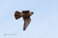 peregrine 10354