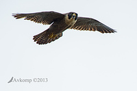 peregrine 10366