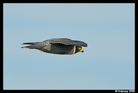 peregrine 2634