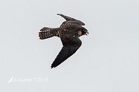 peregrine 6638