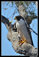 peregrine falcon 4551