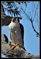 peregrine falcon 4563