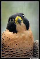 peregrine falcon 2134