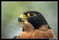 peregrine falcon 2136