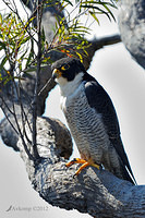 peregrine falcon 4318