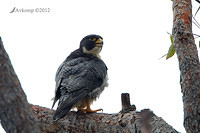 peregrine falcon 5413