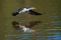 pied cormorant 0171