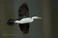 pied cormorant 0173