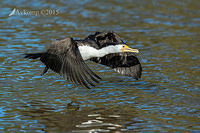 pied cormorant 0180