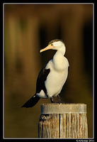 pied cormorant 0245