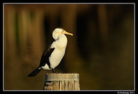 pied cormorant 0247