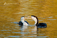 pied cormorant 0312