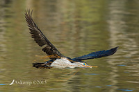 pied cormorant 0739