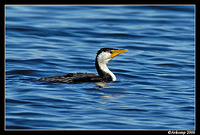 pied cormorant 1