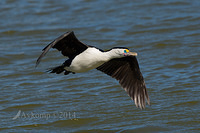 pied cormorant 11012