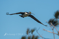 pied cormorant 11015