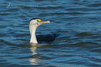 pied cormorant 11079