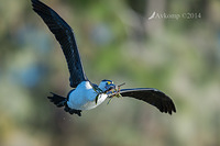 pied cormorant 11858