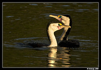 pied cormorant 1259