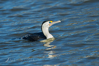 pied cormorant 12679