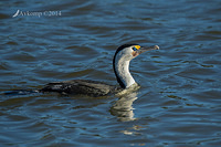 pied cormorant 12682