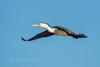 pied cormorant 12683